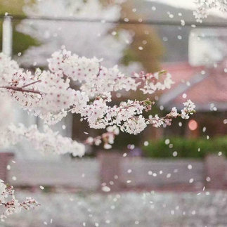 川端康成的雪经典语录